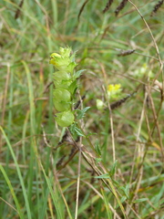 Rhinanthus minor