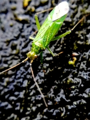 Blepharidopterus angulatus