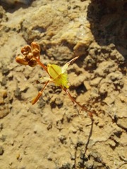 Bulbine mesembryanthemoides