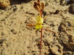 Bulbine mesembryanthemoides