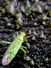 Blepharidopterus angulatus