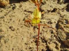Bulbine mesembryanthemoides