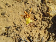 Bulbine mesembryanthemoides