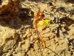 Bulbine mesembryanthemoides