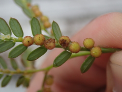 Phyllanthus urinaria hookeri