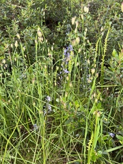 Microtis arenaria