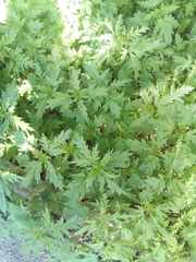 Urtica cannabina