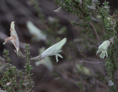Prostanthera serpyllifolia