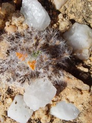 Anacampseros filamentosa