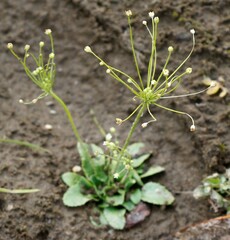 Androsace filiformis