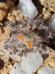 Anacampseros filamentosa