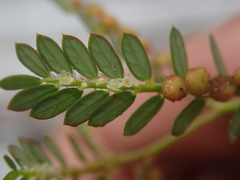 Phyllanthus urinaria hookeri