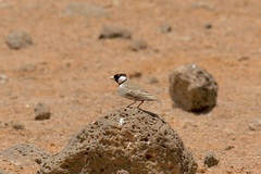 Eremopterix signatus