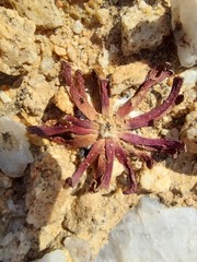 Hyobanche sanguinea