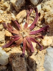 Hyobanche sanguinea