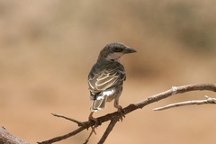 Plocepasser donaldsoni