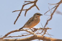 Plocepasser donaldsoni