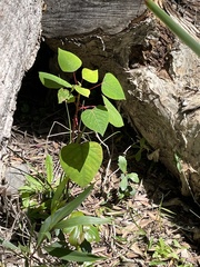Homalanthus populifolius