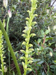 Microtis arenaria