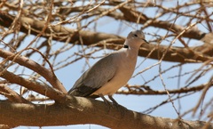 Streptopelia capicola