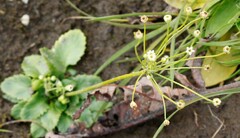 Androsace filiformis