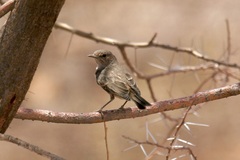 Bradornis microrhynchus