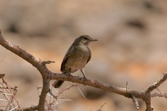 Bradornis microrhynchus