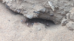 Cataglyphis bombycina