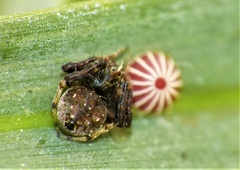 Eriovixia