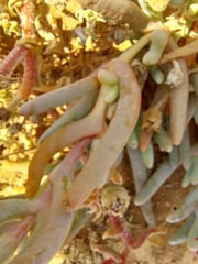 Malephora purpureocrocea