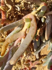 Malephora purpureocrocea
