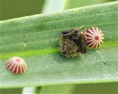 Eriovixia