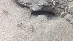 Cataglyphis bombycina