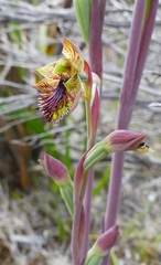 Calochilus pruinosus