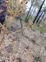 Austroargiolestes isabellae