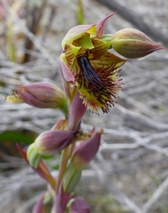 Calochilus pruinosus