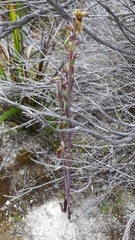 Calochilus pruinosus
