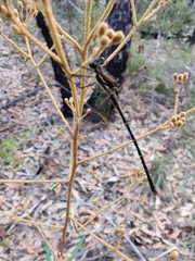 Austroargiolestes isabellae