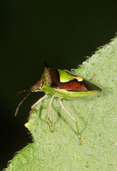 Carbula scutellata