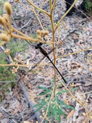 Austroargiolestes isabellae