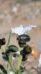 Geoborus rugipennis