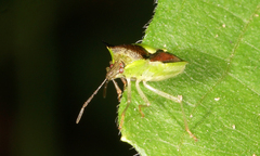 Carbula scutellata