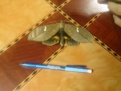 Phyllodes staudingeri