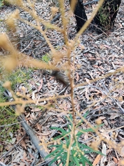 Austroargiolestes isabellae