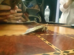 Phyllodes staudingeri