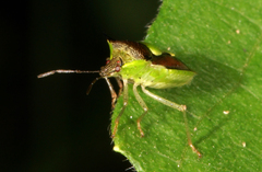 Carbula scutellata