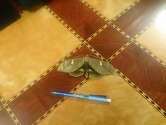 Phyllodes staudingeri