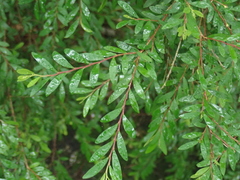 Phyllanthus myrtifolius
