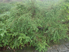 Phyllanthus myrtifolius