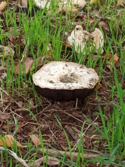 Saproamanita vittadinii